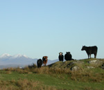 Islay