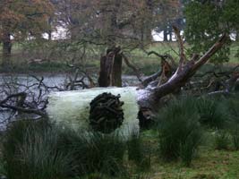 Ice and Wood