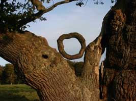Oak Wood Circle
