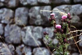 Housesteads